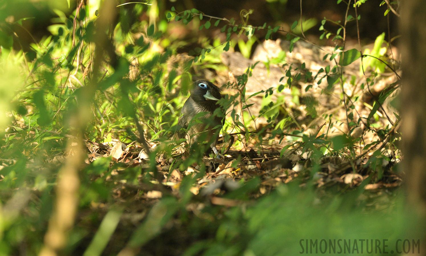 Phaenicophaeus viridirostris [550 mm, 1/320 sec at f / 8.0, ISO 1600]